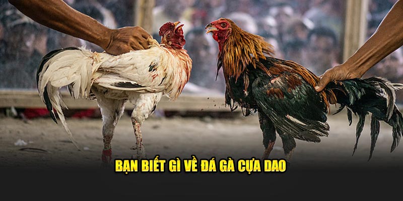 Bạn biết gì về đá gà cựa dao
