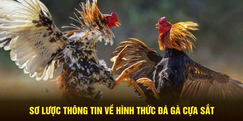 Sơ lược thông tin về hình thức đá gà cựa sắt tại nhà cái NEW88